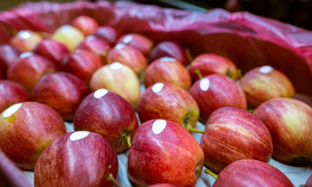 You are currently viewing Adesivos nas frutas: para que serve essa identificação nos produtos? Descubra!