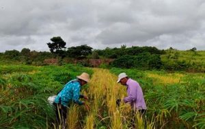 Read more about the article Tecnologias modificam culturas na agricultura familiar e geram segurança alimentar