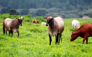 Read more about the article VBP da agropecuária alcançou R$ 1.32 trilhão em 2022