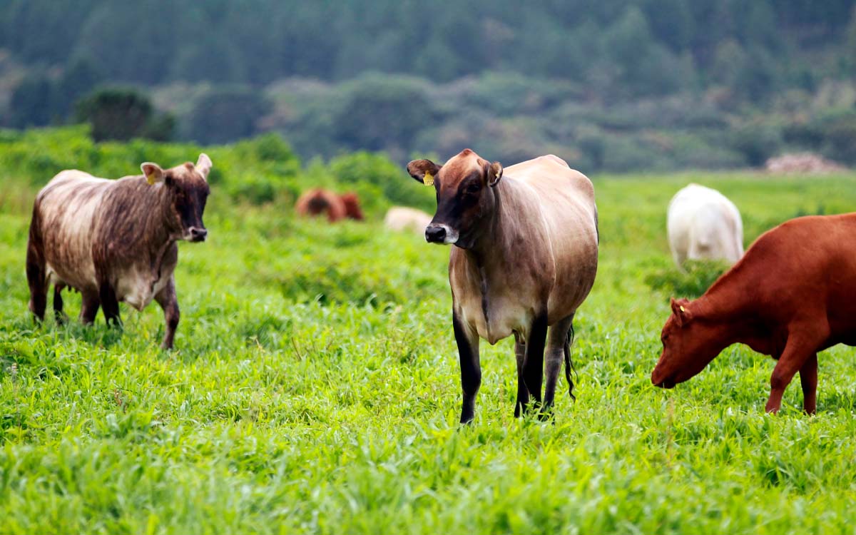 You are currently viewing VBP da agropecuária alcançou R$ 1.32 trilhão em 2022