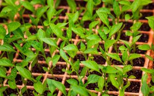 Read more about the article Aumento do mercado de bioinsumos faz ANPII modificar sua atuação e investir em novas pesquisas e expansão