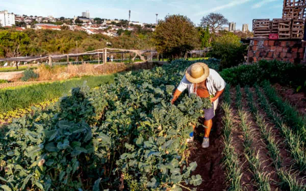 You are currently viewing Garantia Safra é liberado para agricultores familiares de  33 municípios do PI