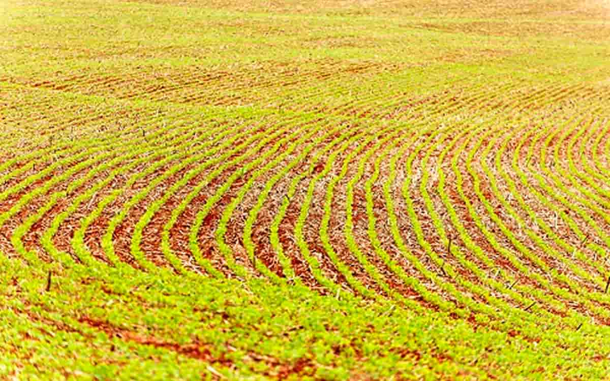 You are currently viewing Soja terá eixos temáticos de pesquisa para produção sustentável apresentados no Belasafra