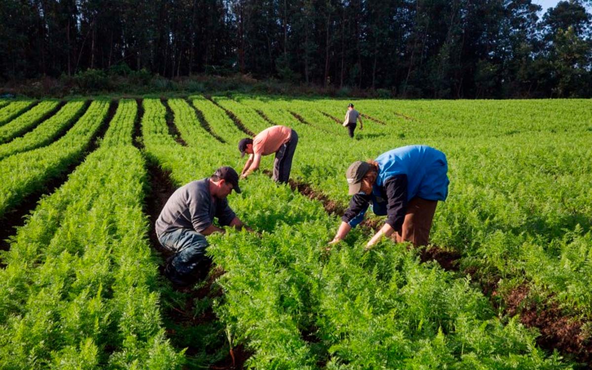 You are currently viewing Mais de 408 mil agricultores familiares receberão o  Garantia-Safra referente à safra 2021/2022