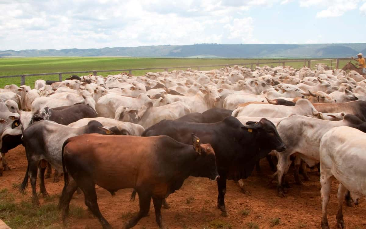 You are currently viewing Meta de vacinação contra febre aftosa  em MG foi superada em 2022