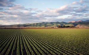 Read more about the article Produtos indicados para produção da agricultura no Nordeste serão destaque no Sealba Show