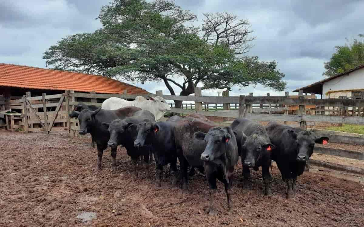 You are currently viewing Ausência de transmissão viral da febre aftosa no Estado de SP foi mostrada por estudos