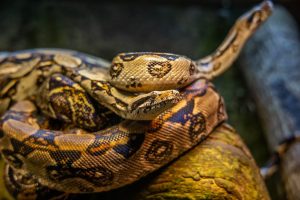 Read more about the article Cobra-tigre: espécie mostrou evolução surpreendente em apenas um século