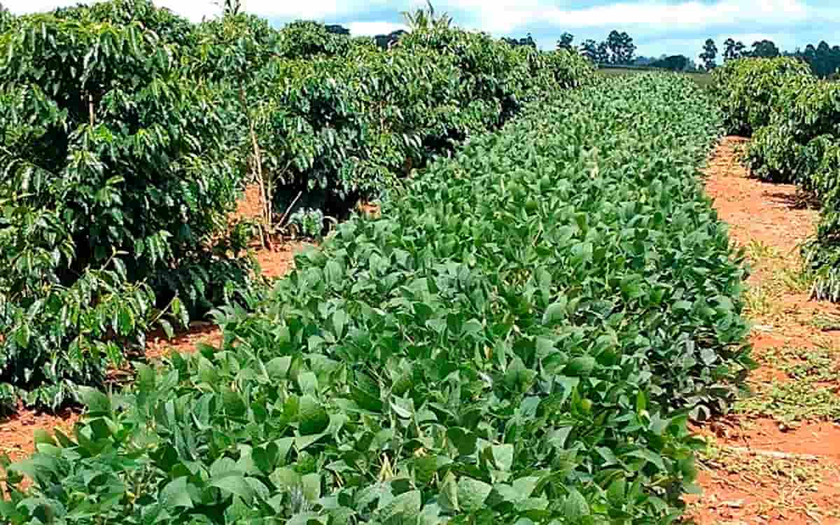 You are currently viewing Cultivo consorciado de café e soja gera bons resultados no Sul de MG