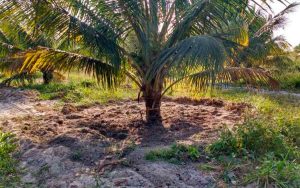 Read more about the article Curso sobre irrigação do coqueiro-anão é oferecido pela Embrapa