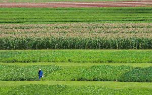 Read more about the article Vantagens do consórcio de milho com braquiária na soja serão apresentadas pela Embrapa no Show Rural