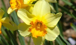 Read more about the article “Você é linda, mais que demais”: conheça a beleza da planta Narciso