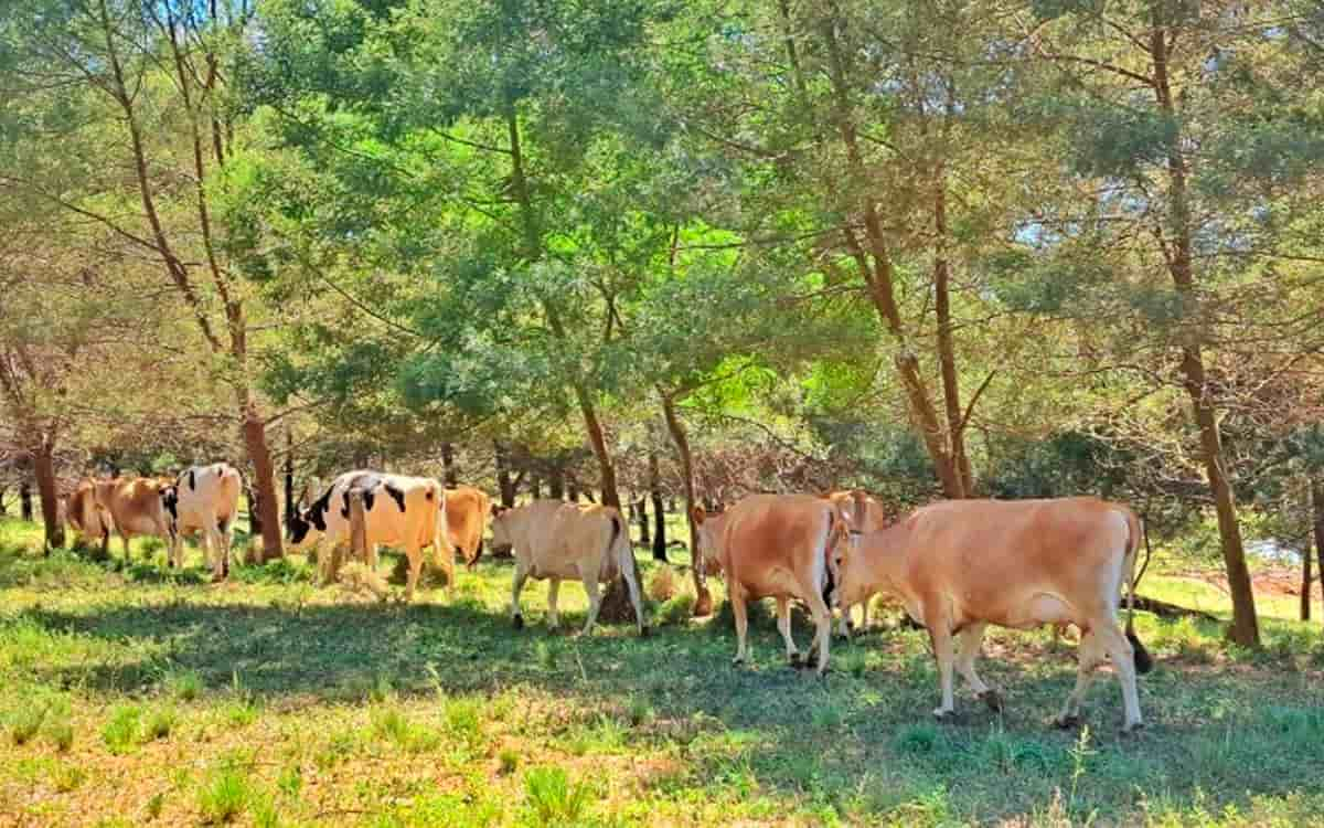 You are currently viewing Sistema silvipastoril traz benefícios para pastagens e animais neste período de estiagem