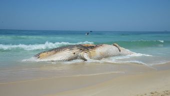 You are currently viewing Projeto encontra mais de 30 mil animais mortos em praias brasileiras