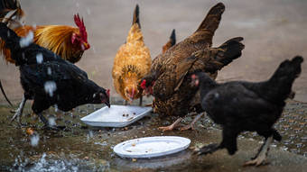 You are currently viewing Gripe aviária se espalha e pode ameaçar agronegócio brasileiro