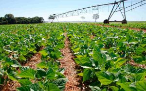 Read more about the article Produção de feijão no país tem futuro prejudicado pelas mudanças climáticas