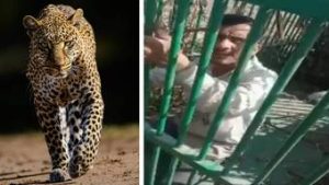 Read more about the article Homem fica preso em jaula de leopardo ao entrar para pegar galo