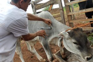 Read more about the article DF terá declaração de vacinação de animais de interesse pecuário