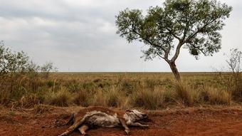 You are currently viewing Pior seca em 60 anos desfere duro golpe na economia da Argentina