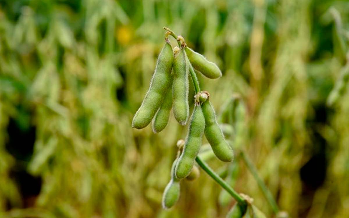 You are currently viewing Cultivares de soja inéditas foram apresentadas em Dia de Campo