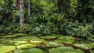 Read more about the article Boliviano sobrevive por um mês na Floresta Amazônica comendo insetos e bebendo urina