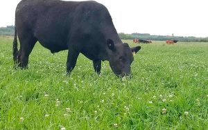 Read more about the article Métodos para produção de grãos, cereais, forrageiras e ILP em terras baixas são debatidos em tarde de campo