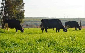 Read more about the article Foi comprovado que pecuária de leite gera baixa emissão de carbono no país