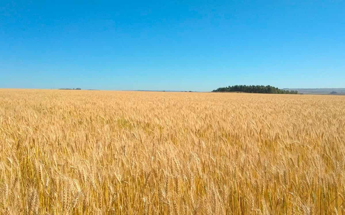 You are currently viewing Trigo safrinha começou a ser semeado no Cerrado do Brasil Central como opção de diversificação