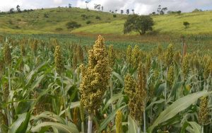 Read more about the article Resultados de tecnologias agropecuárias no Semiárido Mineiro foram conferidas por produtores