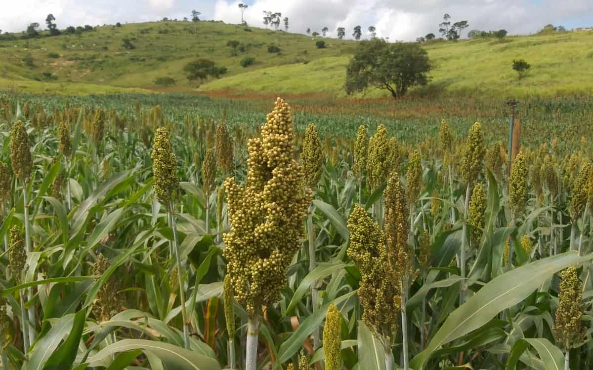 You are currently viewing Lista de bônus do PGPAF tem sorgo e triticale este mês