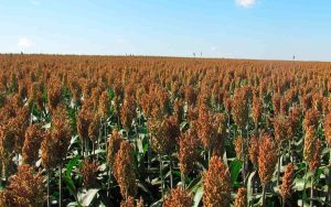 Read more about the article Sorgo e Milheto são realçados na Expodireto 2023