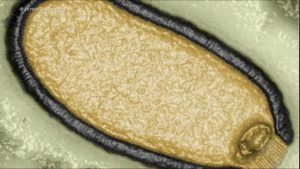 Read more about the article Cientistas revivem vírus ‘zumbi’ congelado há mais de 48 mil anos na Sibéria