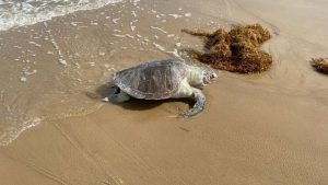 Read more about the article Tartarugas marinhas são encontradas mortas na Praia do Mosqueiro em Aracaju