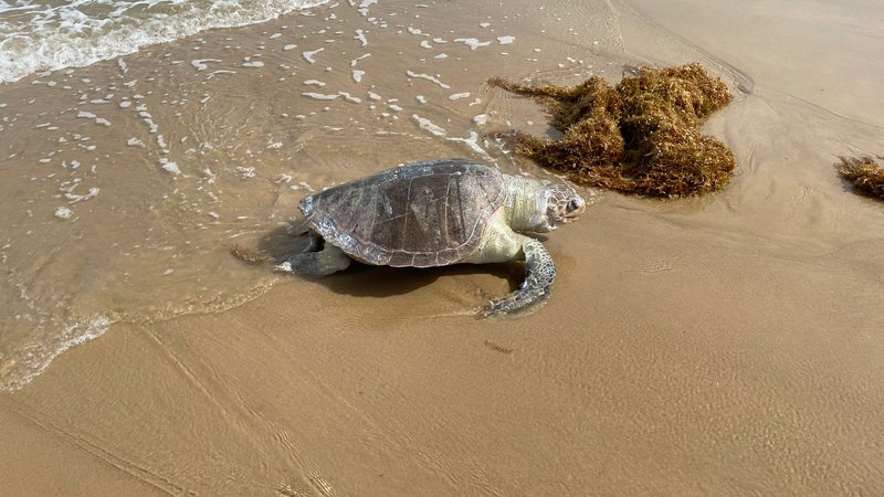 You are currently viewing Tartarugas marinhas são encontradas mortas na Praia do Mosqueiro em Aracaju