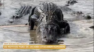 Read more about the article Saiba quais são os motivos para os jacarés atacarem seres humanos