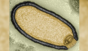 Read more about the article Cientistas revivem “virus zumbis” e apontam para ameaças com o degelo do permafrost